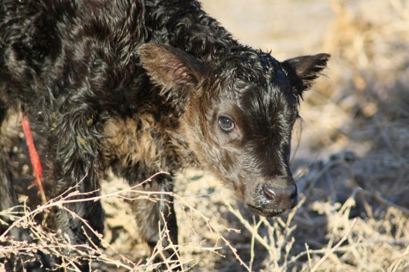 Newborn Heifer